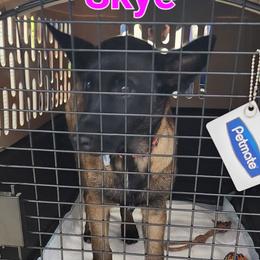 Skye - Mahogany female Belgian Malinois puppy in Corpus Christi, Texas from Heavenly Firefly Belgian Malinois