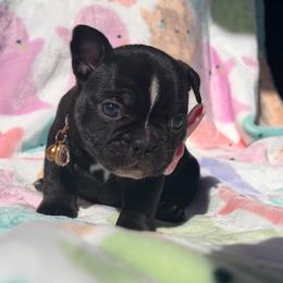 Flower - Black and white female French Bulldog puppy in Hemet, California from Bowman Pups