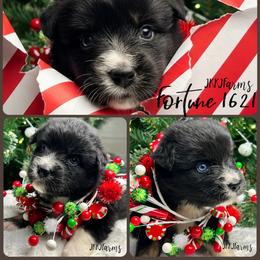 (3) Fortune 1621 - Black tri-color male Australian Shepherd puppy in Huntington, Texas from JKKJ Farms