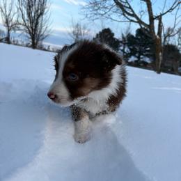 Bolt - White and red male Border Collie puppy in Centerton, Arkansas from Chappell Breeding