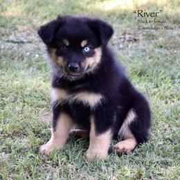River - Black tri female Miniature Australian Shepherd puppy in Evant, Texas from Lazy VT Bar Ranch