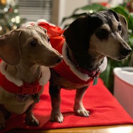 Dachshunds from Peggy Scearce's Dachshunds