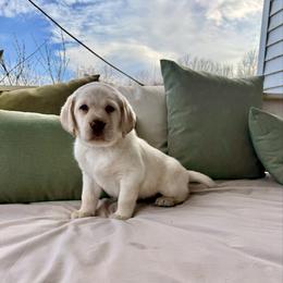 Cooper - Yellow male Labrador Retriever puppy in Tekonsha, Michigan from Asher Acres Labs