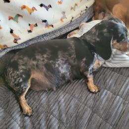 Dachshund Puppies from Russell Farms Dachshund