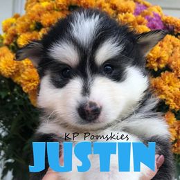 Pomsky Puppies from KP Pomskies LLC