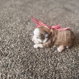 Girl 4 - Brown female Double Doodle puppy in Junction, Utah from Sugar Doodles