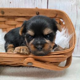 Dex - Blue and gold male Yorkshire Terrier puppy in Monticello, Iowa from Ashley’s Puppies