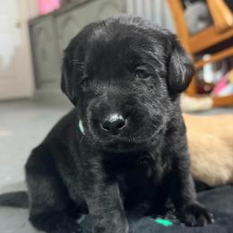 Blue Collar - Black female Labrador Retriever puppy in Manchester, Maryland from TMK Labradors