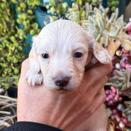 Baby Max red collar cream - Cream male Dachshund puppy in El Cajon, California from Lisa Buxton