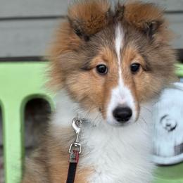 Paparazzi (poppy) - Shetland Sheepdog