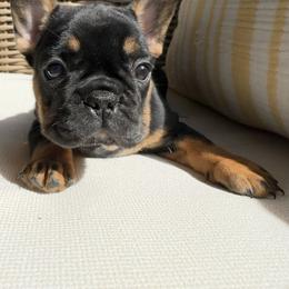 Pepper - Black and tan female French Bulldog puppy in Iron Station, North Carolina from Kayser Farm