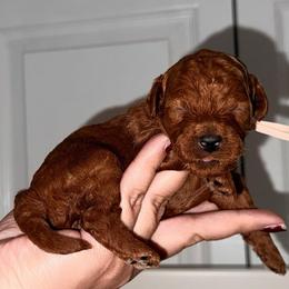 Honeybun - Red  female Goldendoodle puppy in Miami, Florida from Haus of Pawz