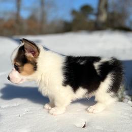 Holstein-Mismark - White and black male Pembroke Welsh Corgi puppy in Benton, Arkansas from High Cotton Corgis