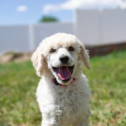 Grace - White male Poodle puppy in Pleasant Grove, Utah from Out of This World Poodles