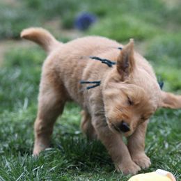 Golden Retriever Puppies from Goose Ridge Retrievers