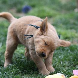 Golden Retriever Puppies from Goose Ridge Retrievers