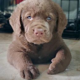 Chesapeake Bay Retriever Puppies from Shore Acres Chesapeakes