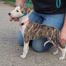 Swift's Golden Rule (Karma) - White and red brindle Whippet puppy in Duluth, Minnesota from Swift Whippets