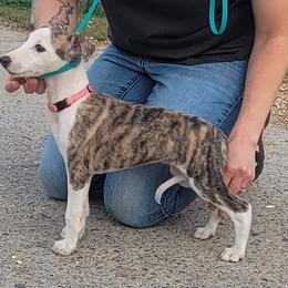 Swift's Golden Rule (Karma) - White and red brindle Whippet puppy in Duluth, Minnesota from Swift Whippets