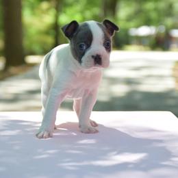 Skye - Blue female Boston Terrier puppy in Conyers, Georgia from Dixe Hill Dogs