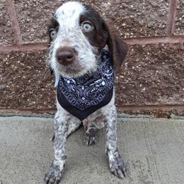 Boy 1 - Liver and white male German Wirehaired Pointer puppy in Potosi, Wisconsin from Point and Flush Gun Dogs