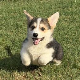 Orange Collar Female - Black and tan female Pembroke Welsh Corgi puppy in Victoria, Texas from Clear Creek Corgis