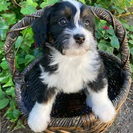 Ruffles - female Australian Mountain Doodle puppy in Port Orchard, Washington from Yukon Harbor Doodles