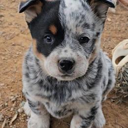 Pansy - Blue mottled female Australian Cattle Dog puppy in China Grove, North Carolina from Indigojos Australian Cattle Dogs