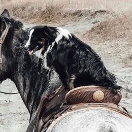 Chancho - Australian Shepherd