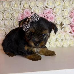 Penny - Black and tan female Yorkshire Terrier puppy in Illinois from Pretty Little Yorkies