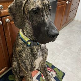 Great Dane All Grown Up from High Point Mountain Danes