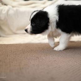 Border Collie Puppies from Hazelwood Border Collies