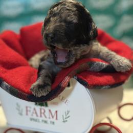 Boy 3 - male Goldendoodle puppy in Westminster, South Carolina from Goldendoodlepuppiessc