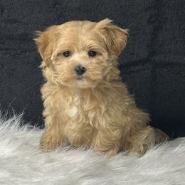 Tinker Bell - Apricot female Maltipoo puppy in Oakland, Kentucky from Imperial Dogs