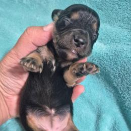 Mary - Black and tan female Dachshund puppy in Aiken, South Carolina from Paragon Puppies
