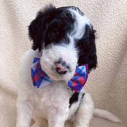 Goldendoodle Puppies from Luneckas Litters