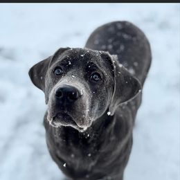 Dilute Retriever and Labrador Retriever Puppies from SmoKy Hills Labradors
