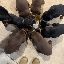 Doberman Pinscher Puppies from New Horizons Kennels