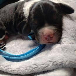 Chanterelle (light blue) - Black white and tan female English Springer Spaniel puppy in Redding, California from Springer's Journey Spaniels California
