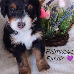 Primrose - Tri-color female Bernedoodle puppy in Shiloh, Georgia from Doodle Mountain