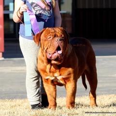 Bear - Dogue de Bordeaux