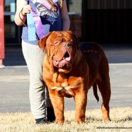 Bear - Dogue de Bordeaux