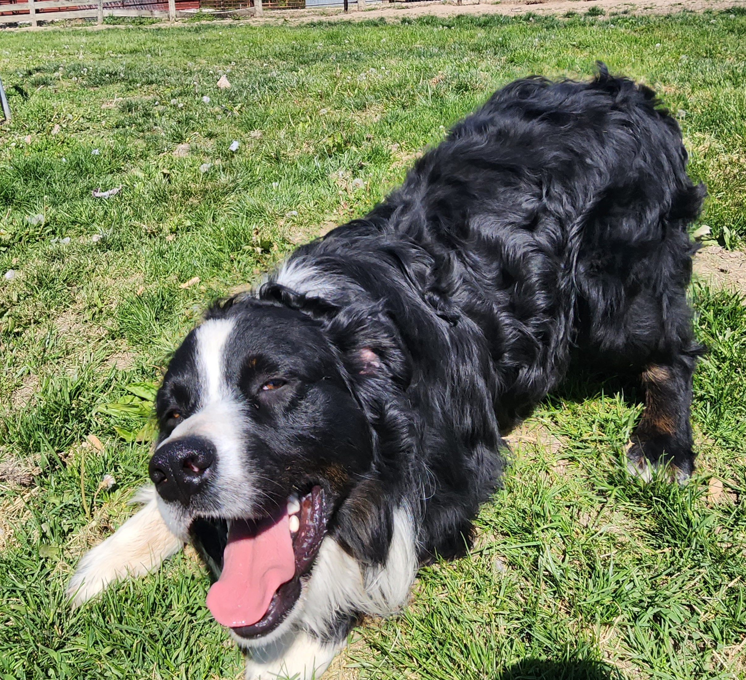 Rip - Australian Shepherd