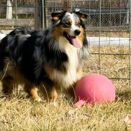 Jim Bob - Australian Shepherd