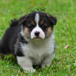 French Bulldog and Pembroke Welsh Corgi Puppies from Little Women's Frenchies & Corgis
