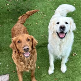 Golden Retriever puppies from Blue water Goldens