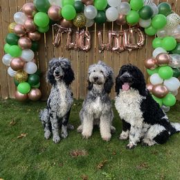 Bernedoodle and Saint Berdoodle All Grown Up from Myt fine doodles