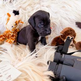 Viper - Black male Great Dane puppy in Climax, Michigan from Beaver Creek Danes