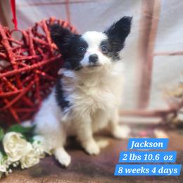 Jackson - Black and white male Companion Cross puppy in Davenport, Washington from Lovely Ladies and Little Asses Miniature Equines (L3A Pomeranians & Papillons)