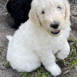 Goldendoodle Puppies from Bianca Bleu Goldendoodles